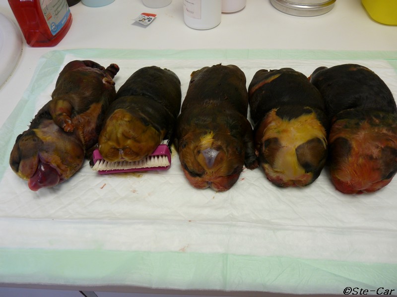 Copie de chiots watter puppy 01.JPG