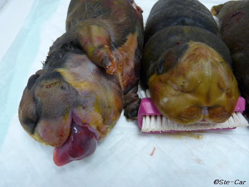 Copie de chiots water puppy 02.JPG