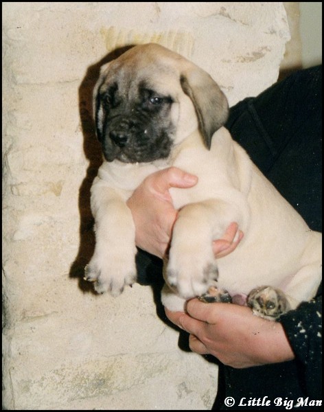 2000 dernière portée LBM 02.jpg