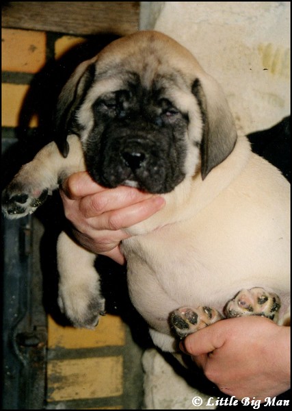2000 dernière portée LBM 04.jpg