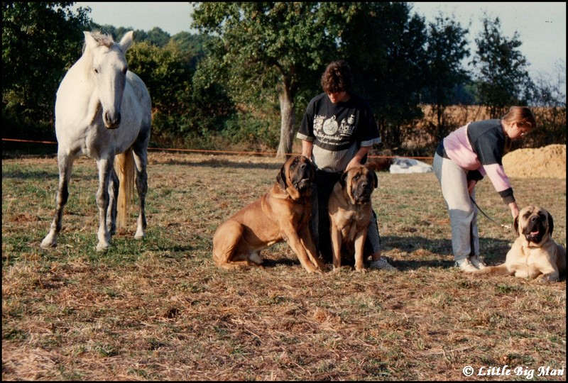 Capitaine, Bull, Anita, et Junior.jpg