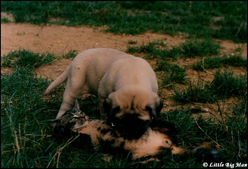 Clip LBM et son chat.jpg