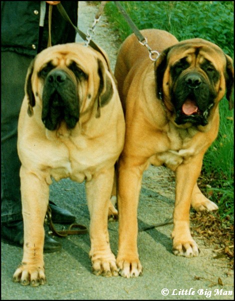 Hammet LBM et Chile LBM.jpg