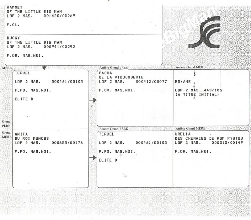 ped 02.jpg