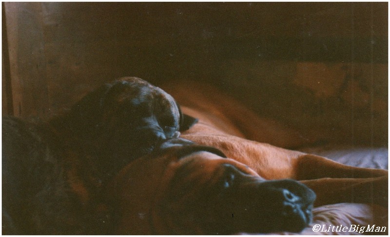 BULL ET ORPHEE.jpg