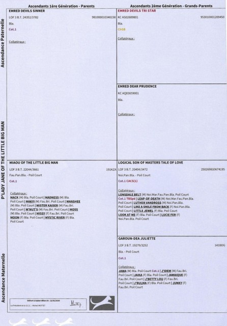 PED 01.jpg