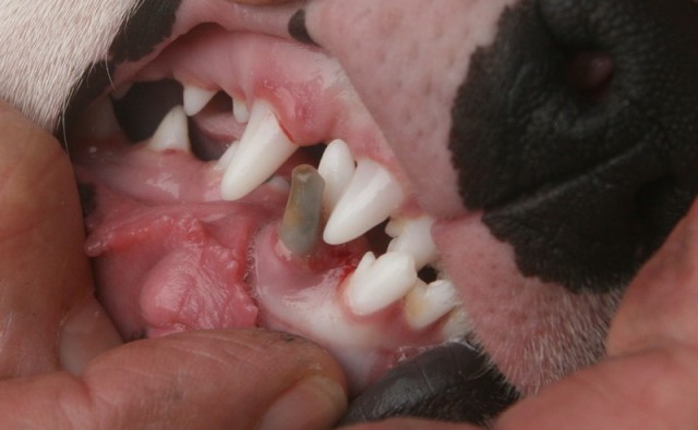 DENTITION SURNUMERAIRE.JPG