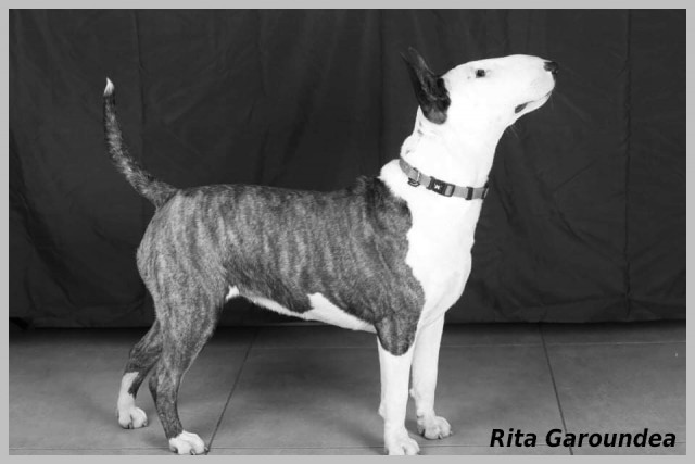RITA GAROUNDEA.jpg