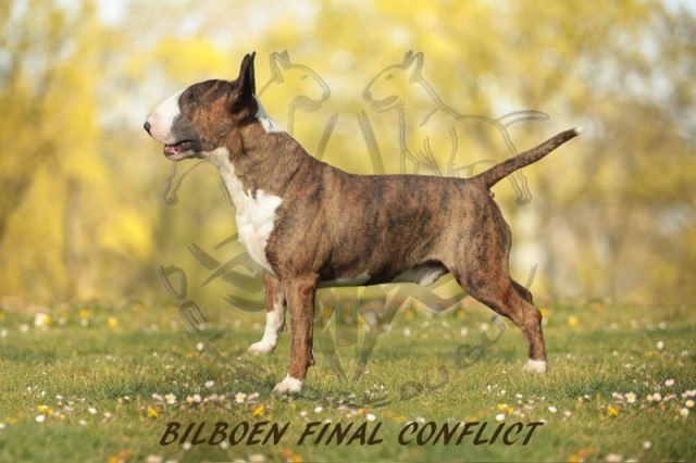 BILBOEN FINAL CONFLICT.jpg