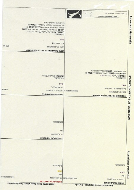 PED 01.jpg