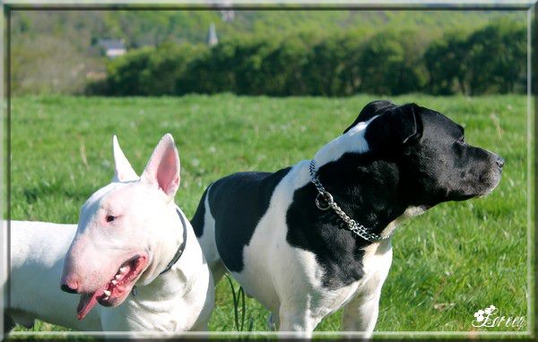 gouash et drako