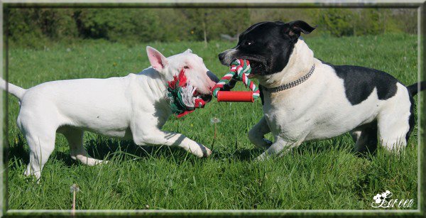 Gouash et son frère Drako  :)