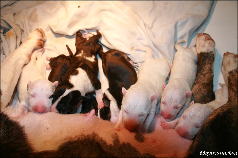 chiots mimi.JPG