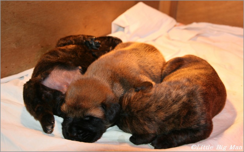 chiots mastiff.JPG