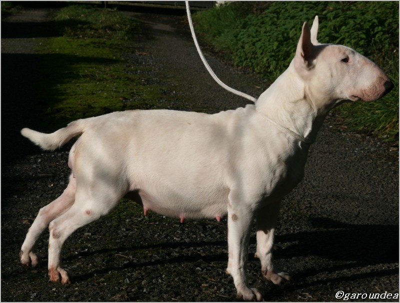 toutouille 06.JPG