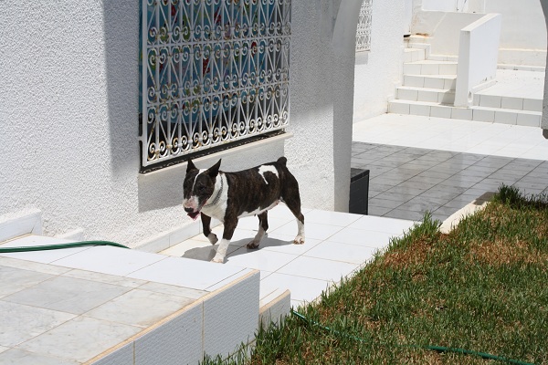 photos maison et chiens hammamet 010 v forum.jpg